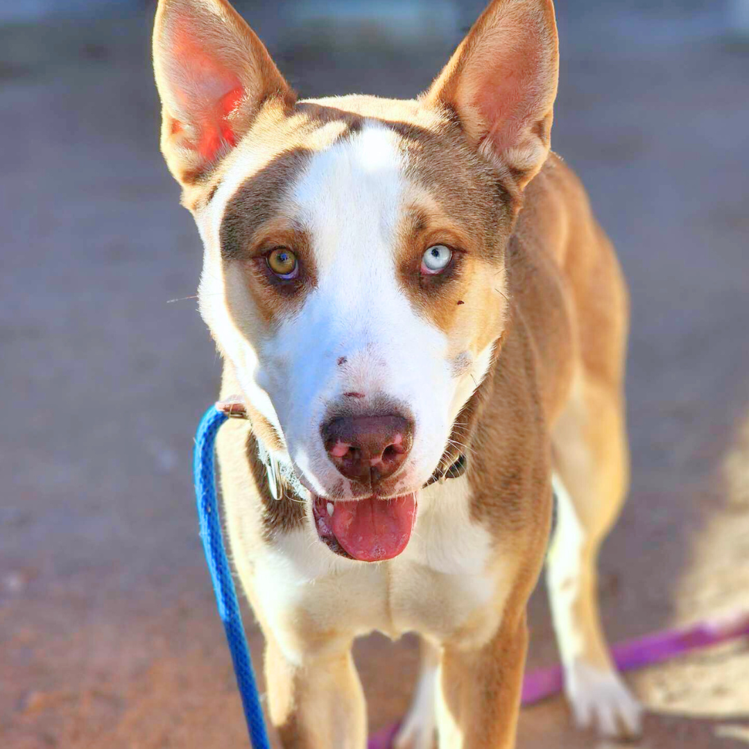 Pima Animal Care Center Dog Bugs Bunny