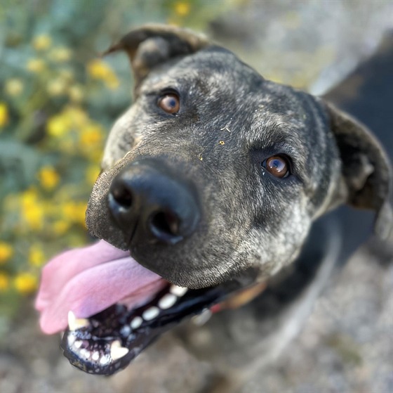 Photo of Pima Animal care Center dog Gibson