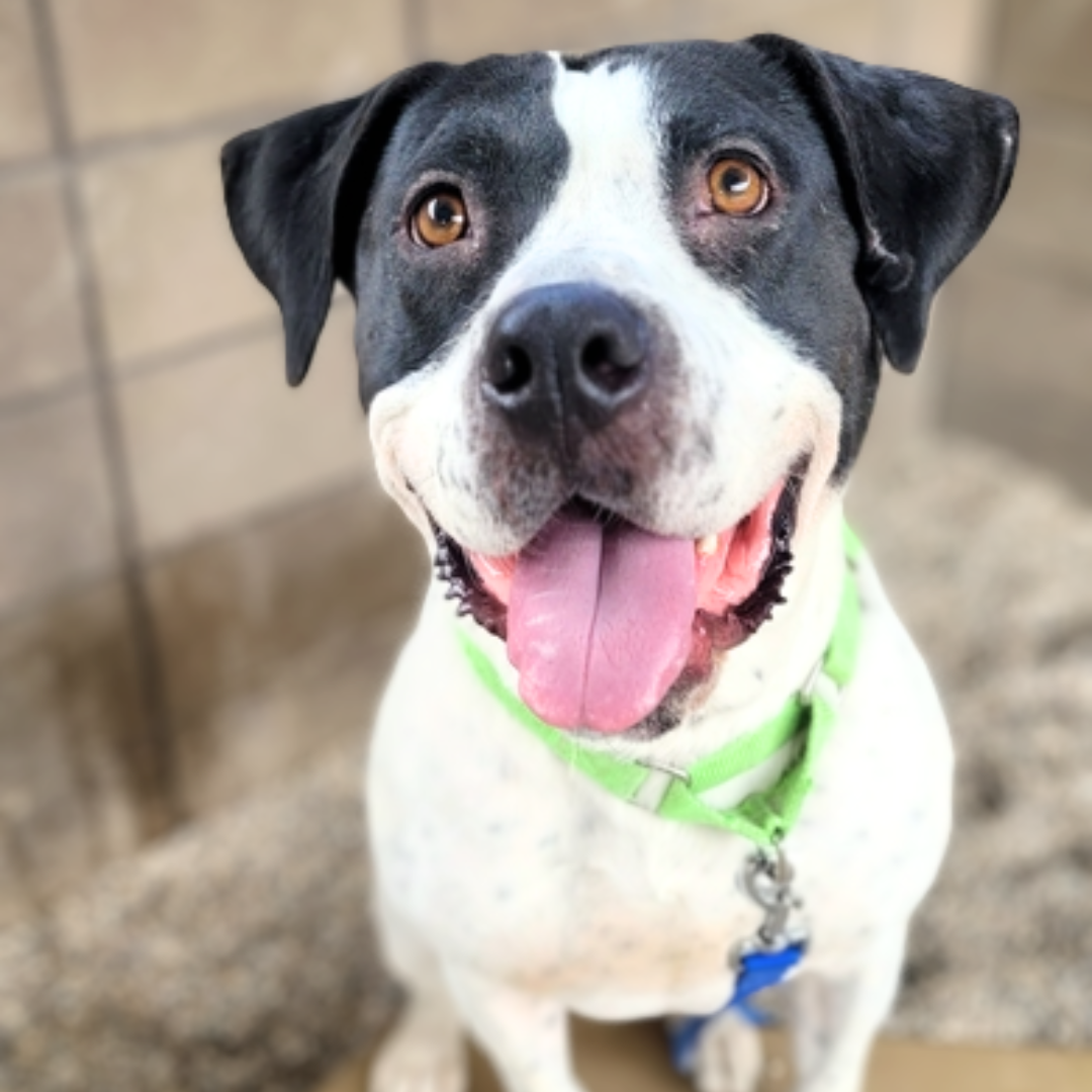 Photo of Pima animal Care Center dog Lumber