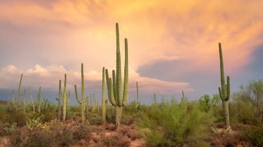 Photo of Green Cactus Plant on Brown Soil