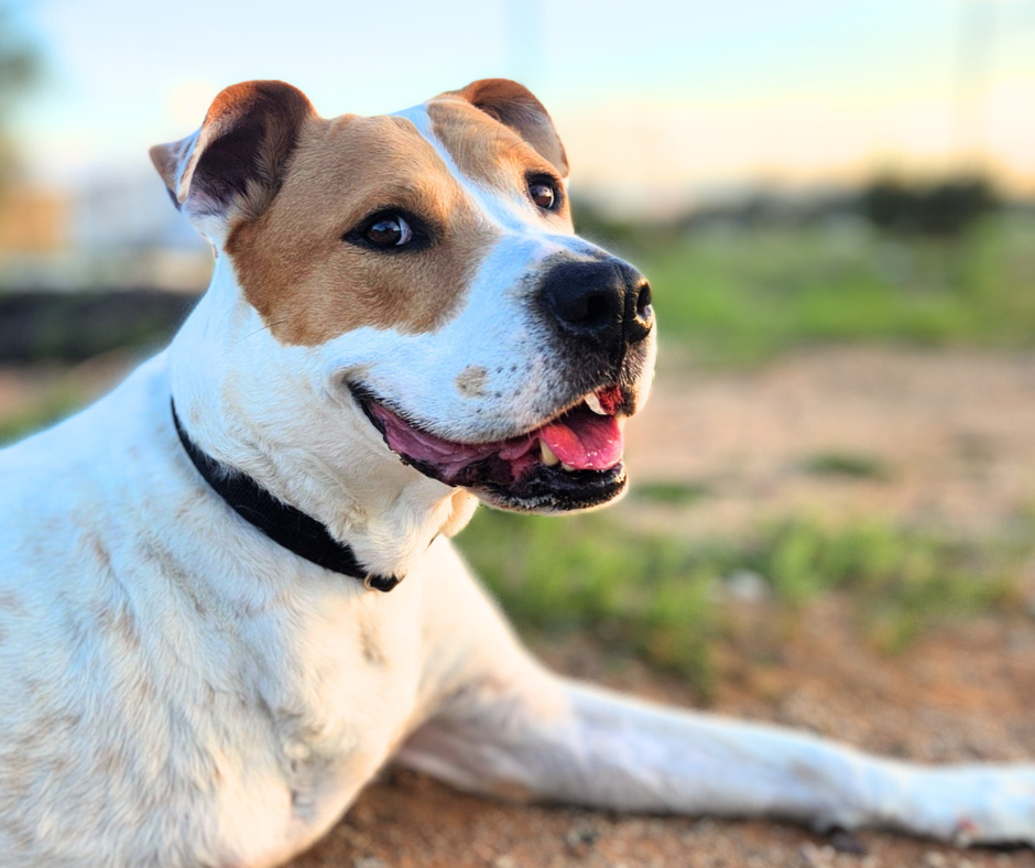 photo of pima animal control dog Roscoe.