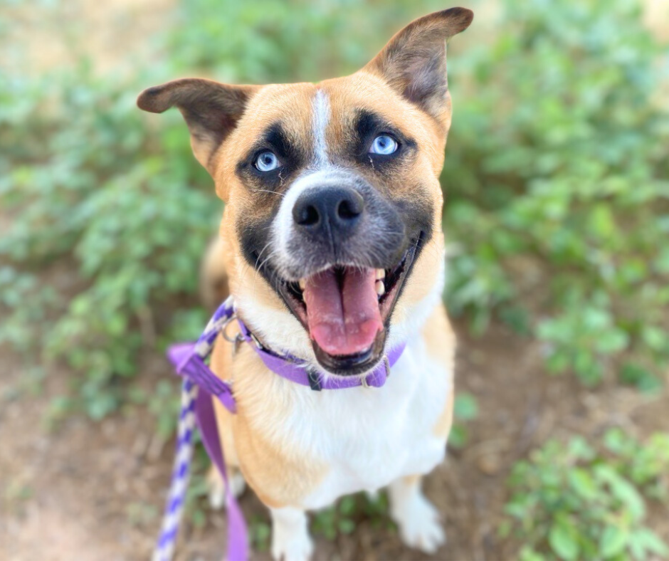 Photo of Pima Animal Care Center Azul
