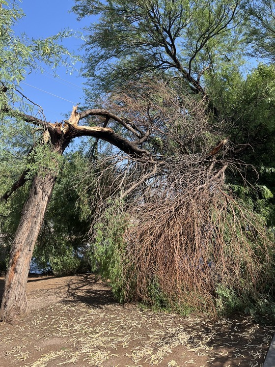 Broken Tree at Mansfield Park