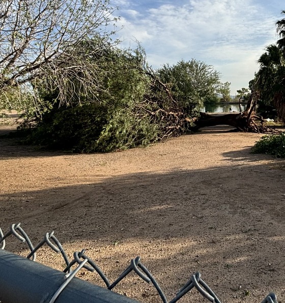 Photo of downed tree at Christopher Columbus Park.