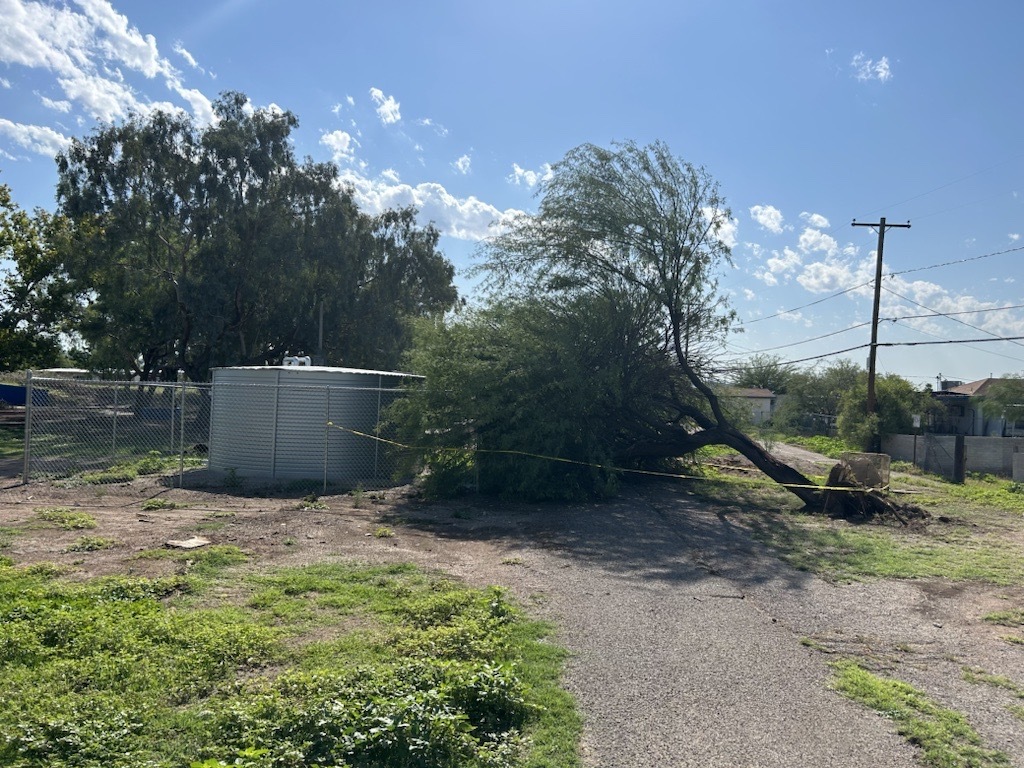 Photo of a downed mesquite tree next to a full10,000 gallon cistern at Mansfield Park.