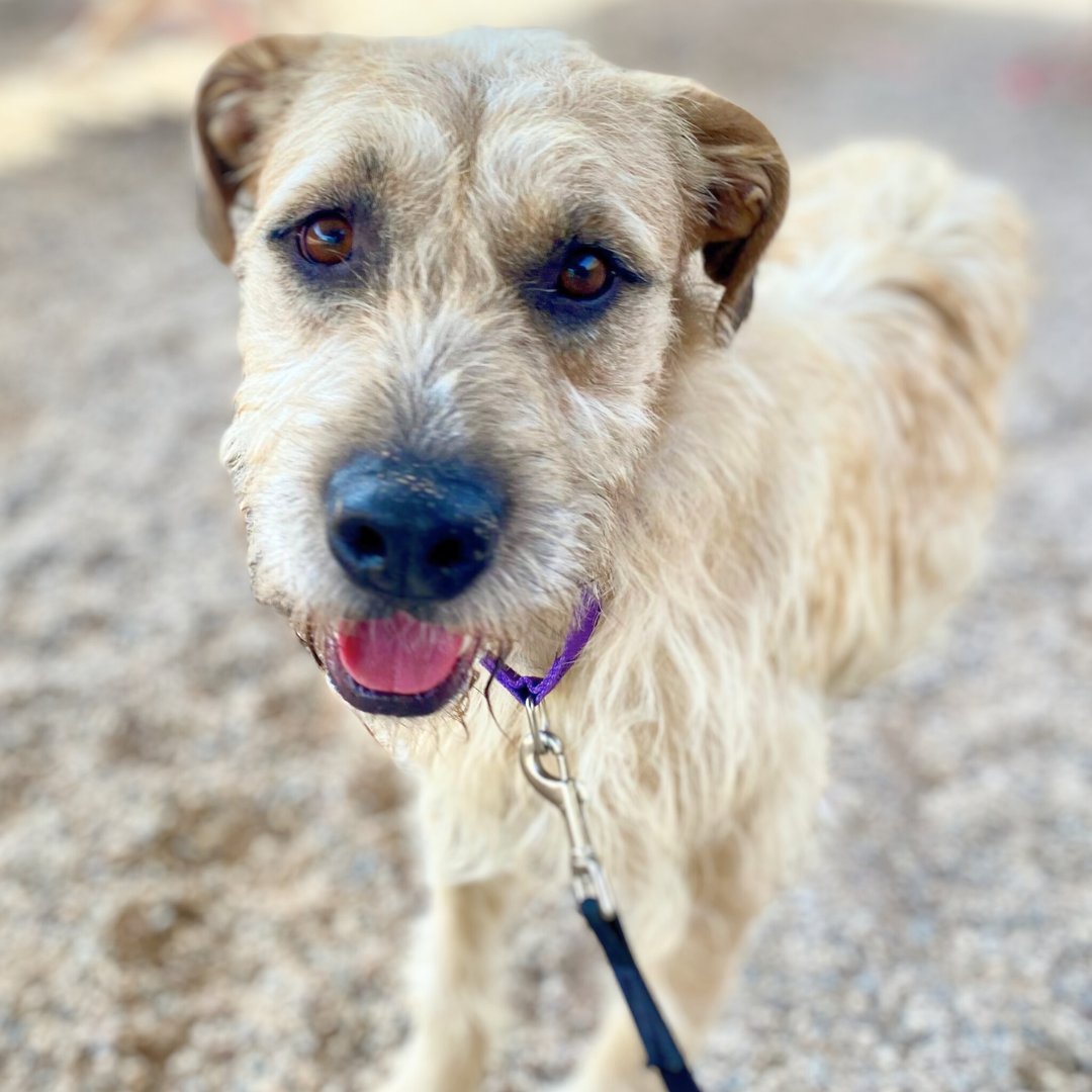 Photo of Pima Animal Care Center dog Jarby