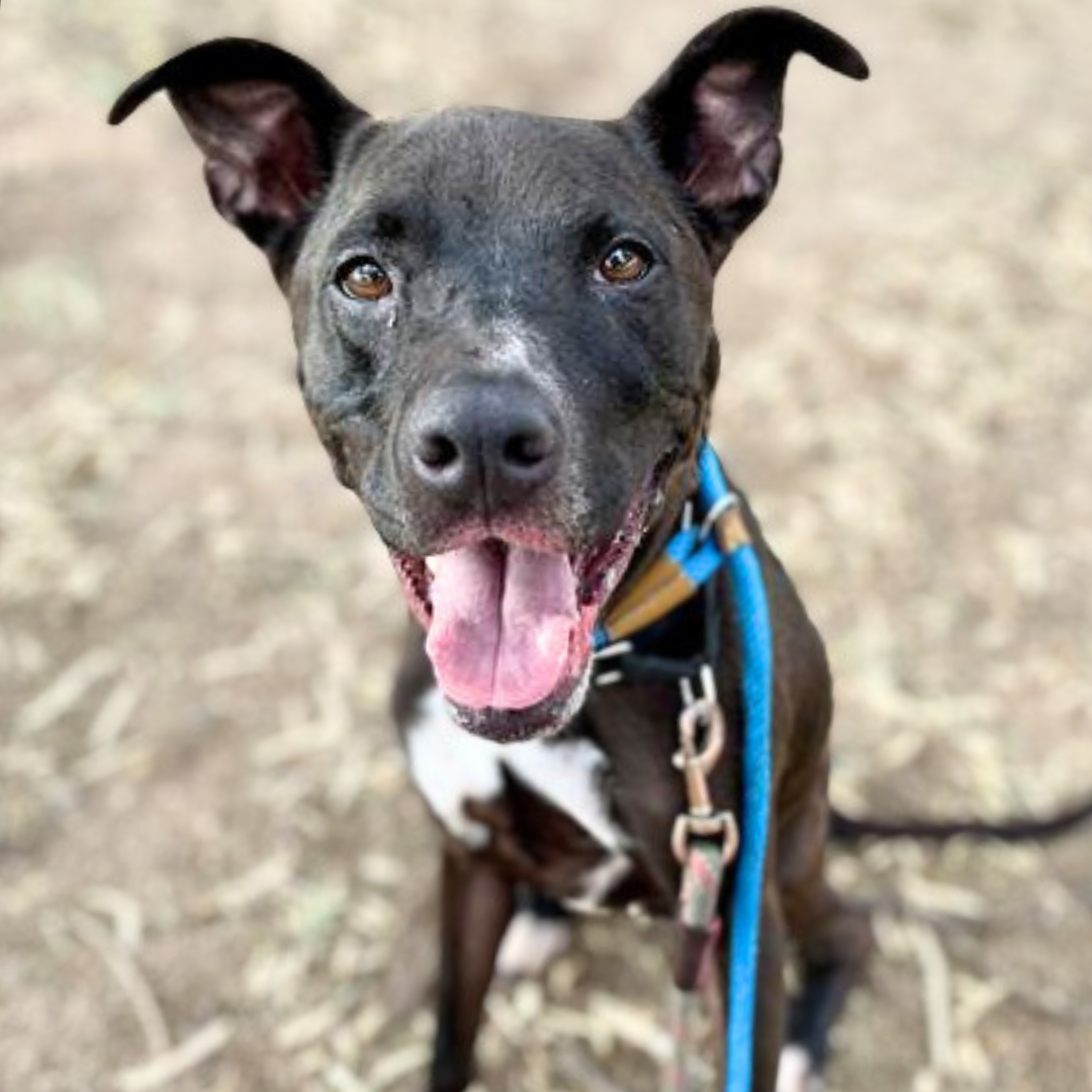 Pima Animal Care Center Dog Rita