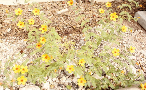 Photo of flowers at the Ward 3 office.