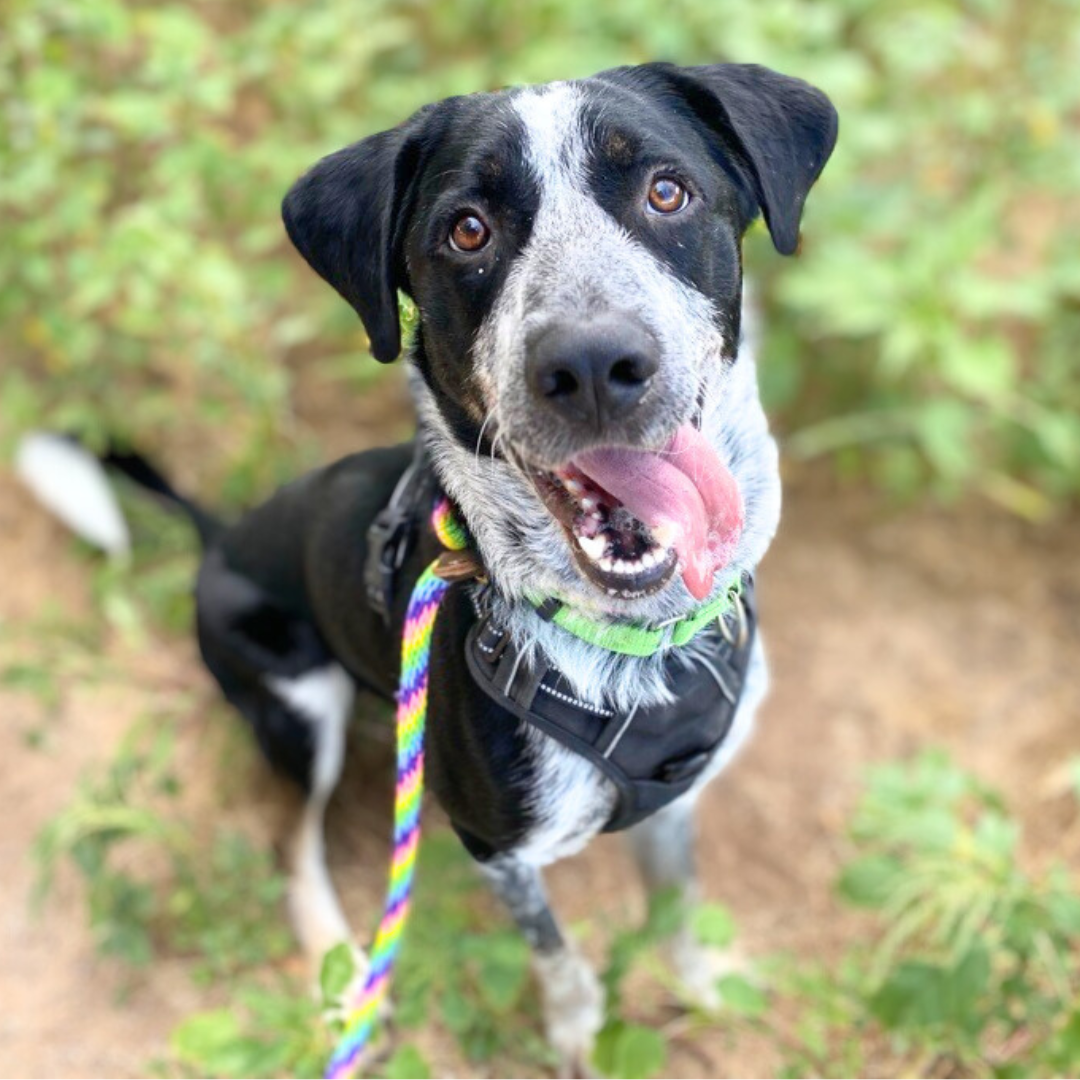 Photo of Pima Animal Care Center dog Samurai Jack