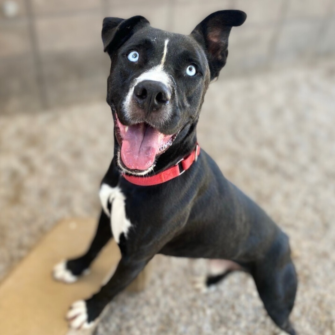 Photo of PACC dog Bluey.