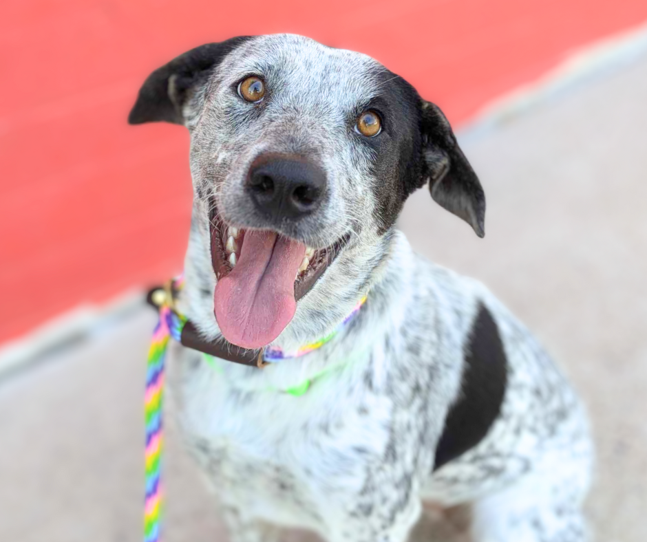 Photo of Pima Animal Care Center dog Dottie
