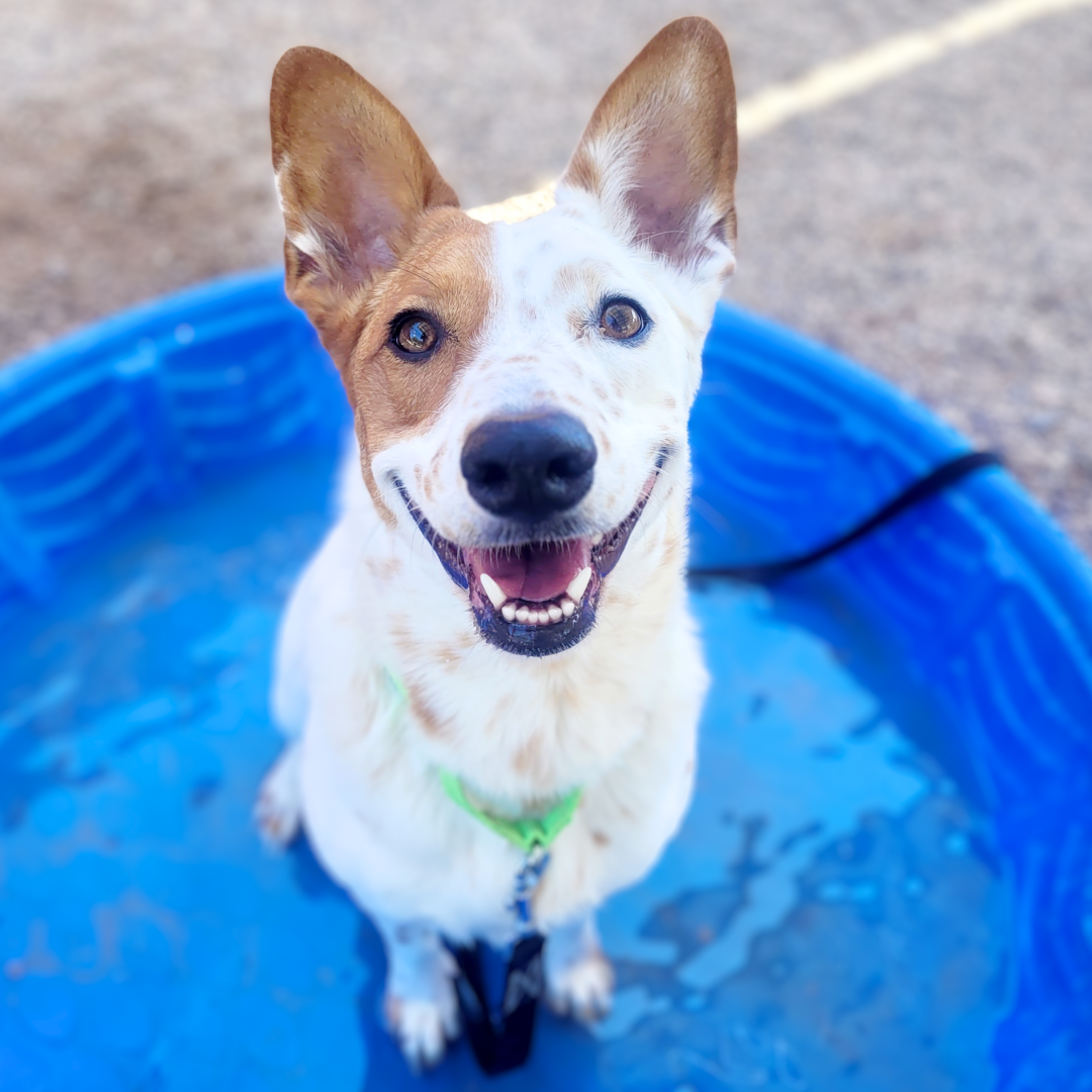 Photo of PACC dog Maizie