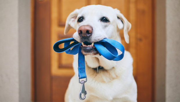 Leash up your dog image