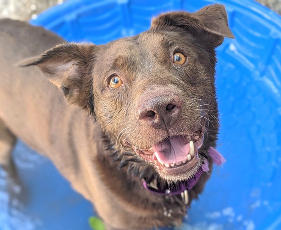 Pima Animal Care Center Dog Ode