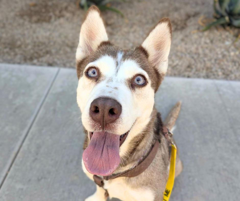 photo Pima animal care center dog Eloise