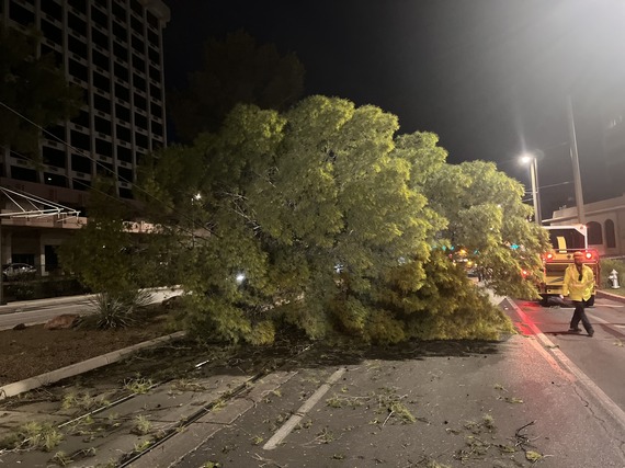 Tree down in roadway