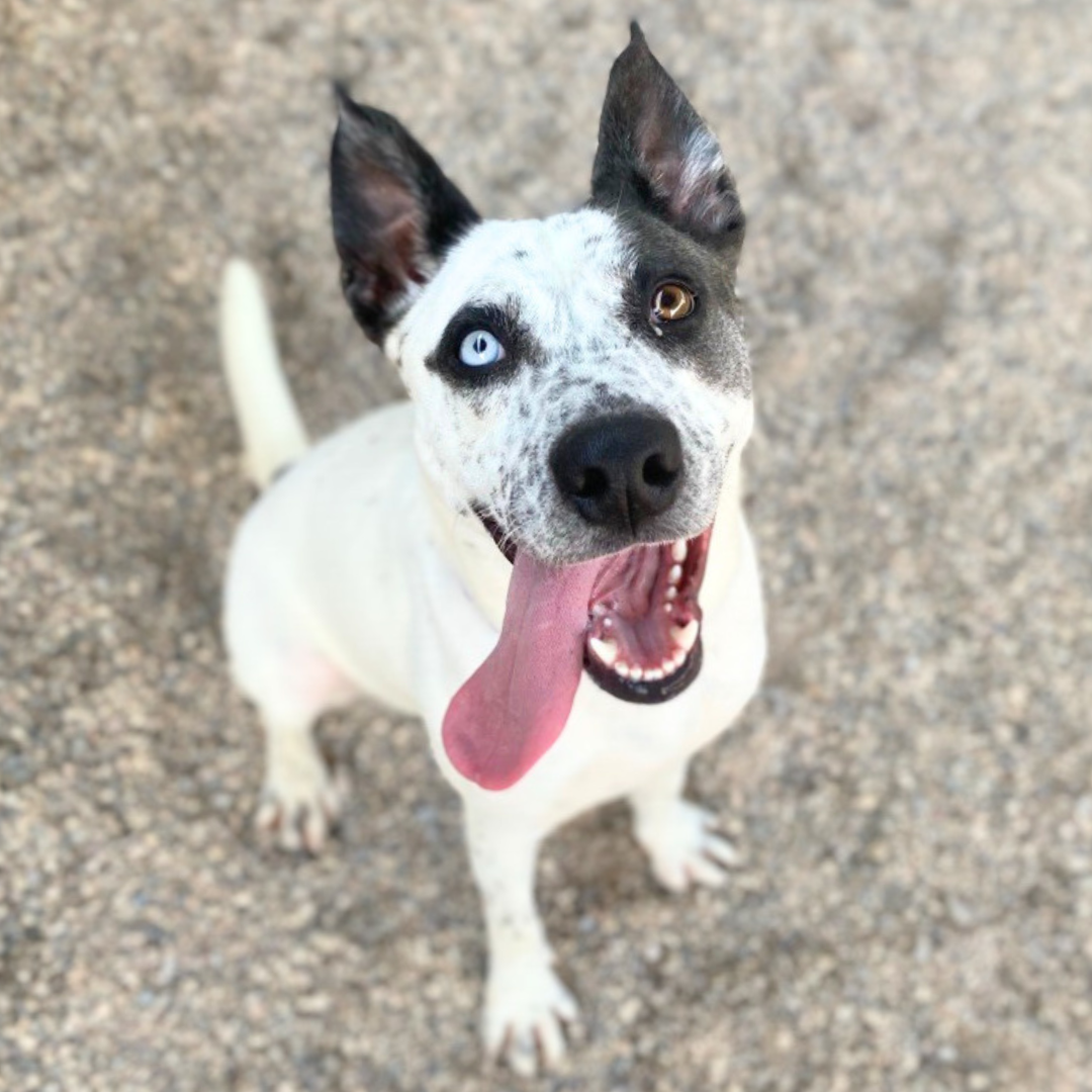 Photo of Pima Animal Care Center dog Oreo.