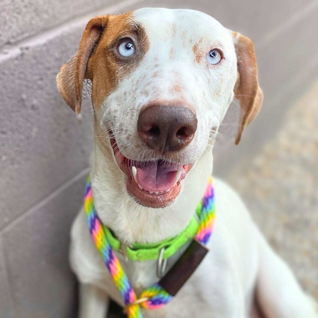 Photo of PACC Dog Stella