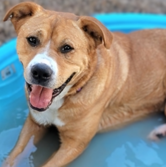 Photo of Pima animal care center dog Luther