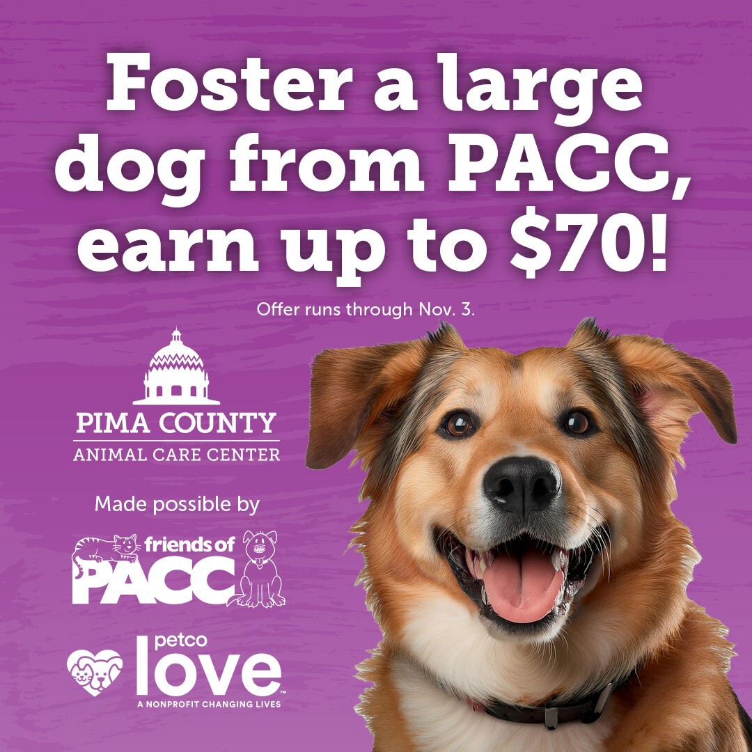 Pima Animal Control Graphic on Fostering Large dogs