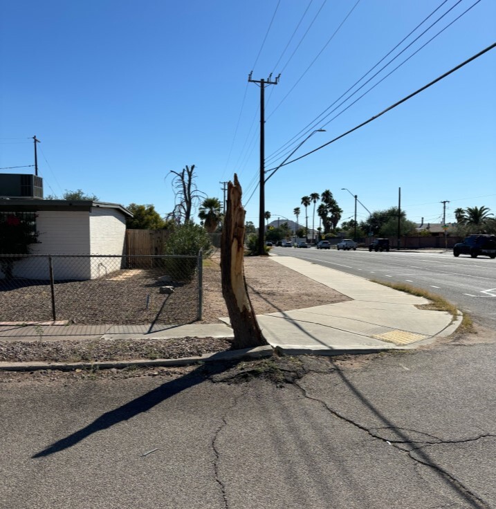 Photo of A broken tree stump in the strip of dirt between the curb and sidewalk.