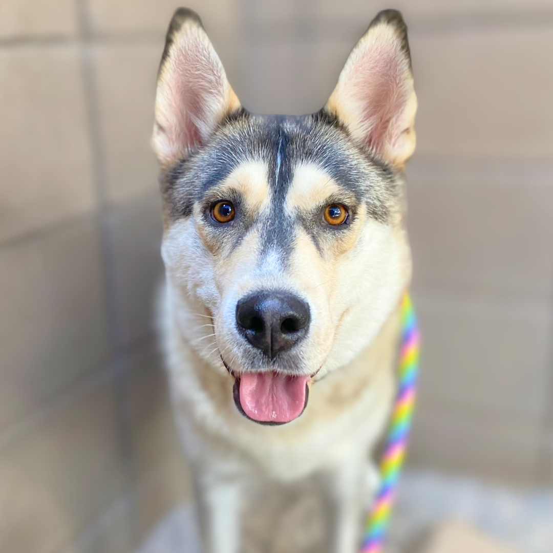 Pima Animal Care Center dog Aurora