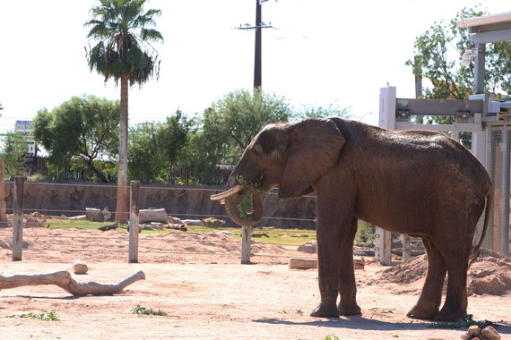 Picture of Tsavo the elephant