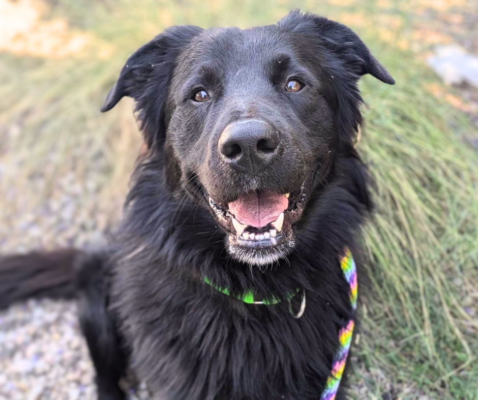 Photo of Pima Animal Care Center Dog Shadow