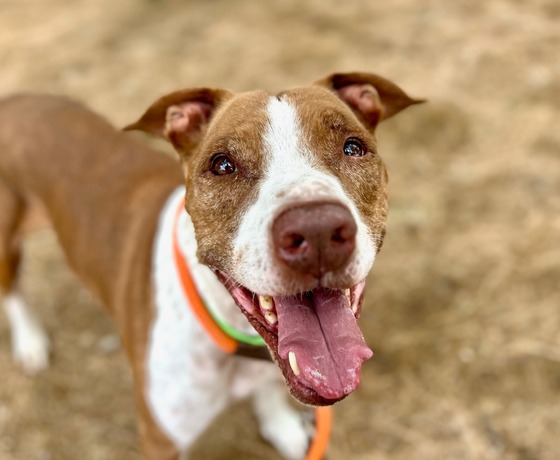 Photo of Pima Animal Care Center Dog Mikey