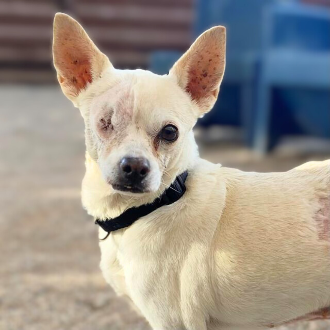 Photo of Pima Animal Care Center Dog Melanie