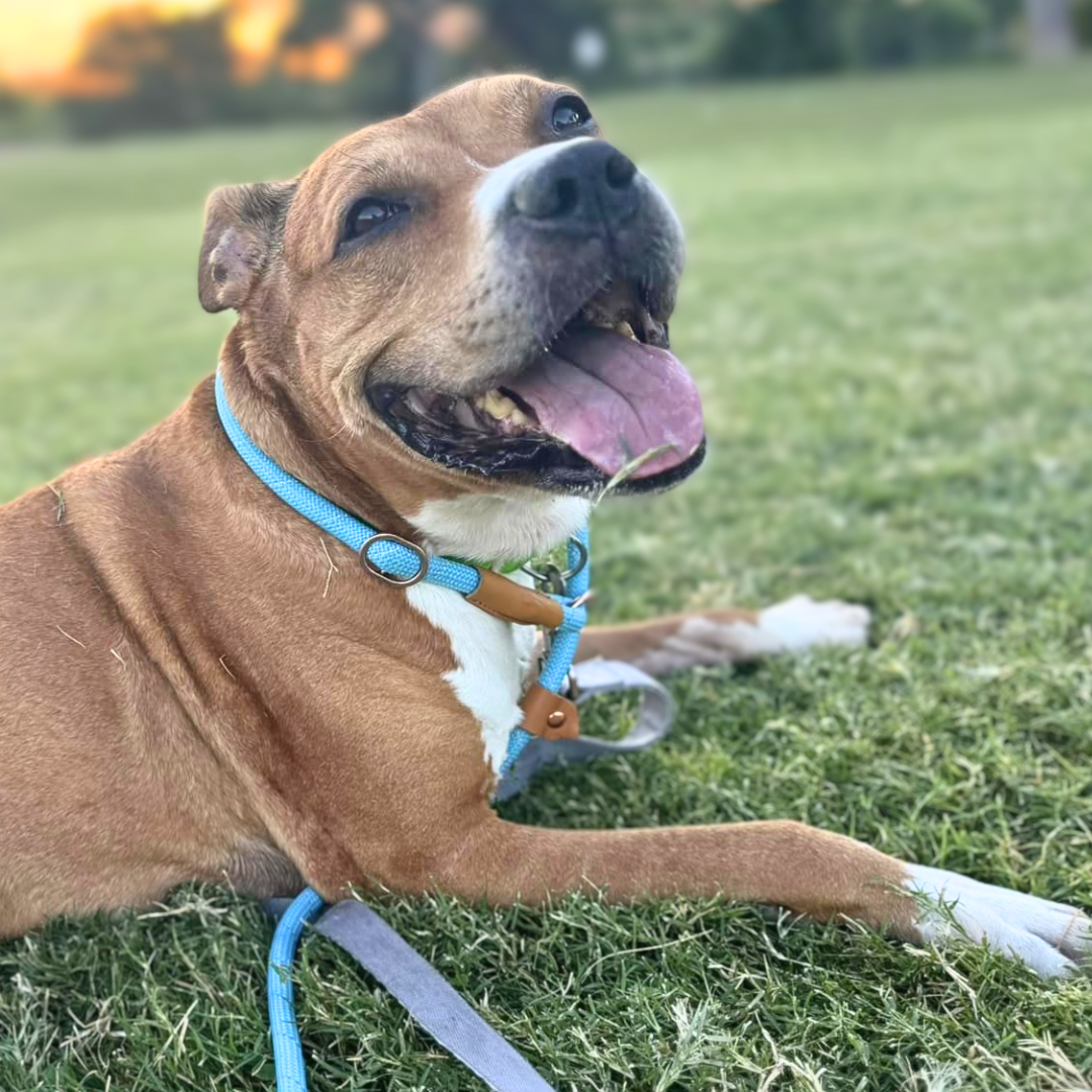 Pima Animal Care Center Dog TJ
