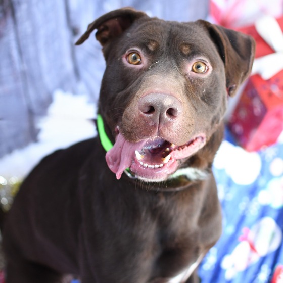 Pima Animal Care Center Dog Maximus
