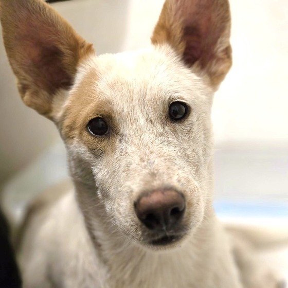 Photo of Pima Animal Care Center Dog Buckwheat