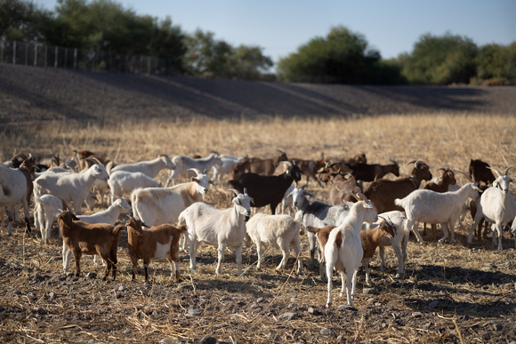 goat herd grazing in basin