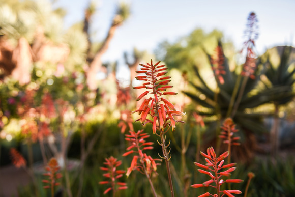 desert plants and flowers