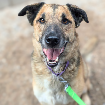 PACC Pet of the Week Dave