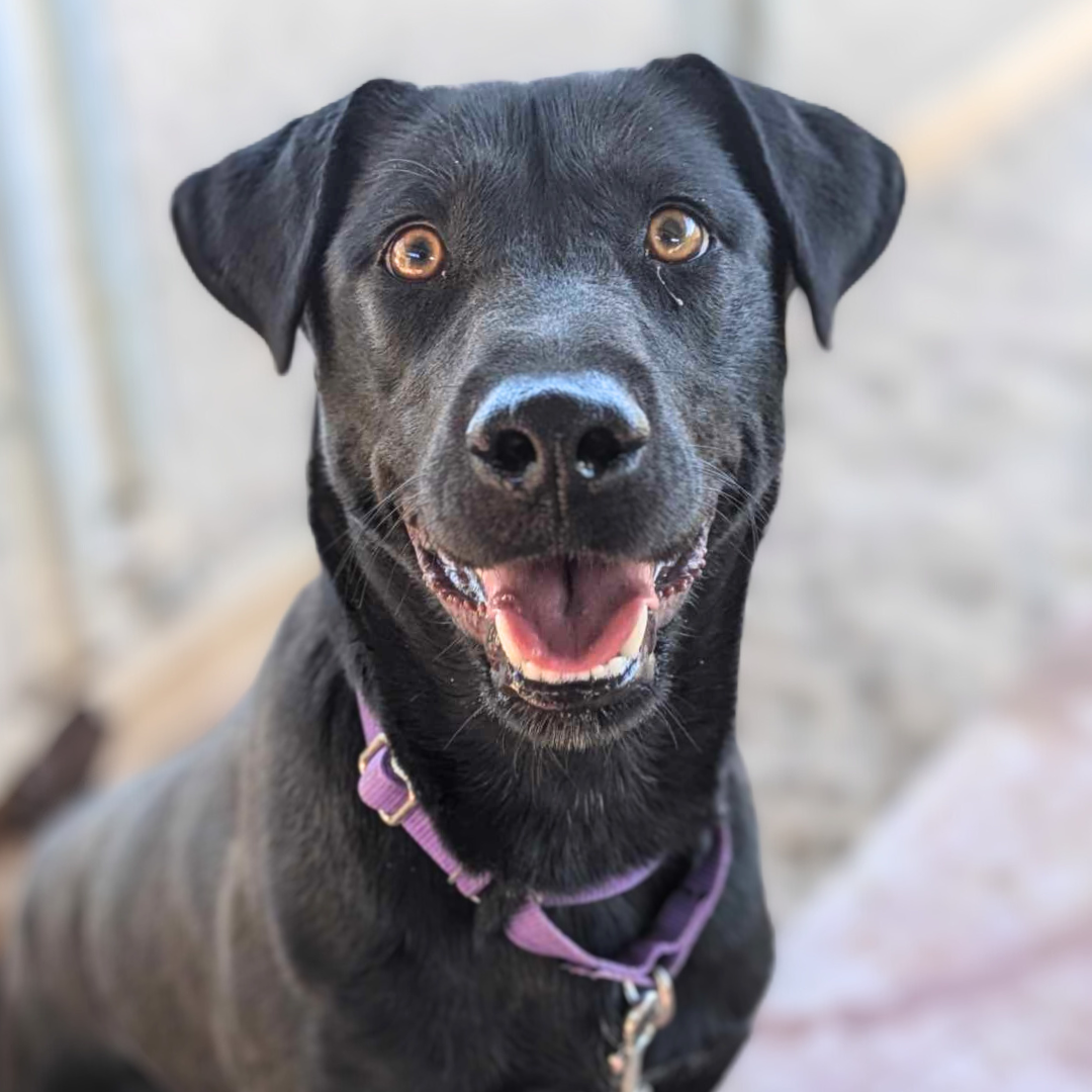 Photo of PACC dog mariam