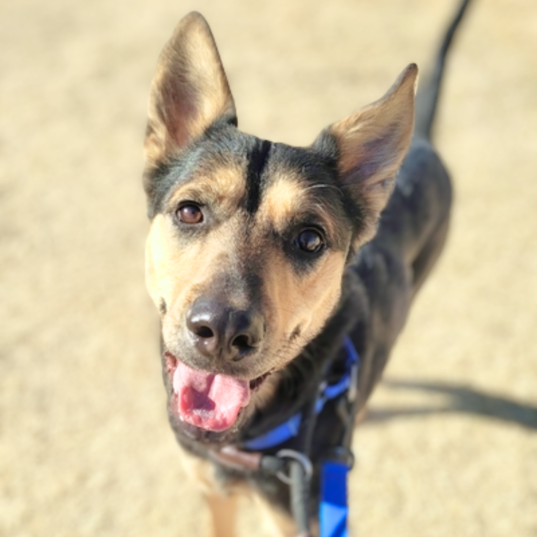 Pima Animal Control Dog Trey