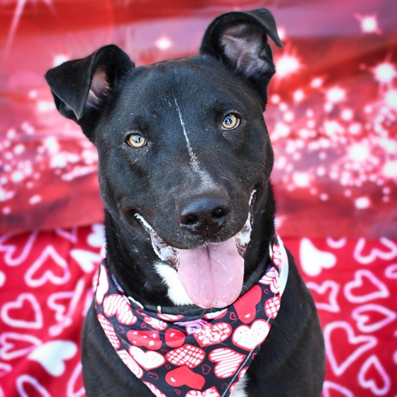 Photo of Pima Animal Control Dog Aiden