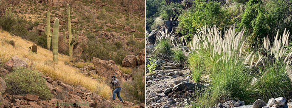 Pictures showing saguaros and buffelgrass