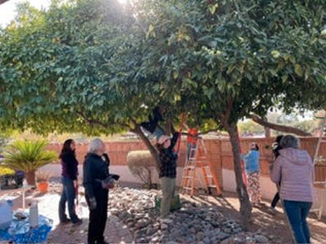 Picture of people harvesting fruit off of trees.