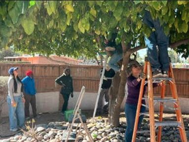 Picture of people harvesting fruit off of trees.