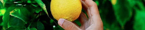 Hand picking a lemon