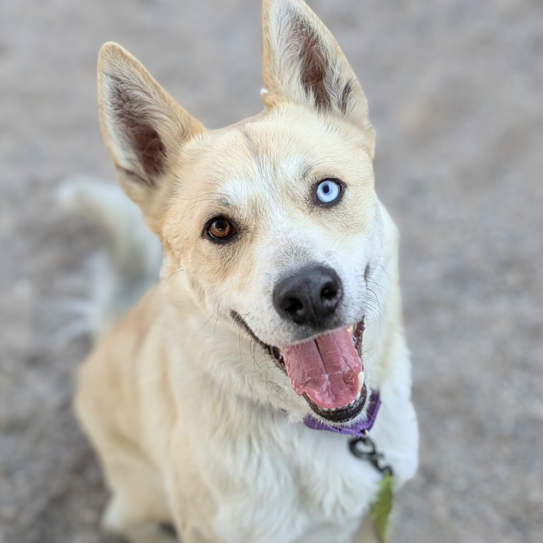 Photo of Pima Animal Care Center Dog Remington