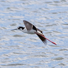 bird flying over water