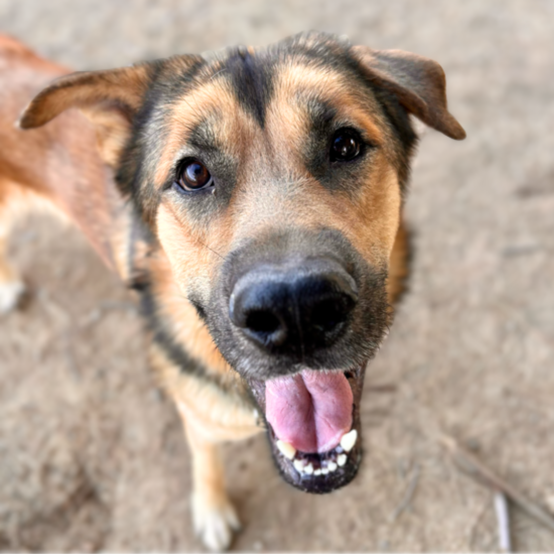 Picture of Pet of the Week, Chips