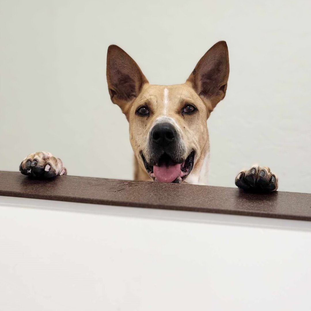 Photo of Pima Animal Care Center dog Santiago