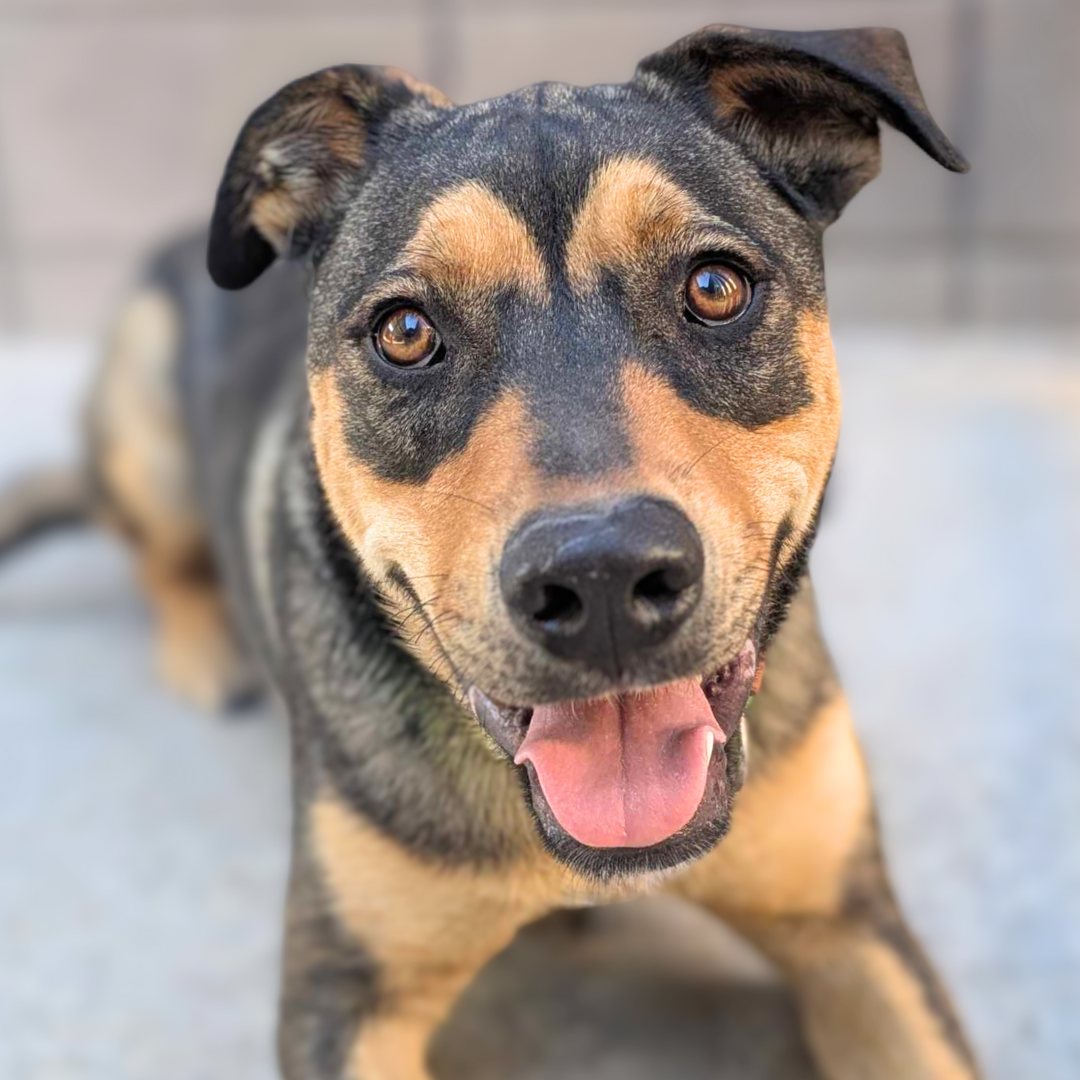 Photo of Pima Animal Care Center Dog Milo
