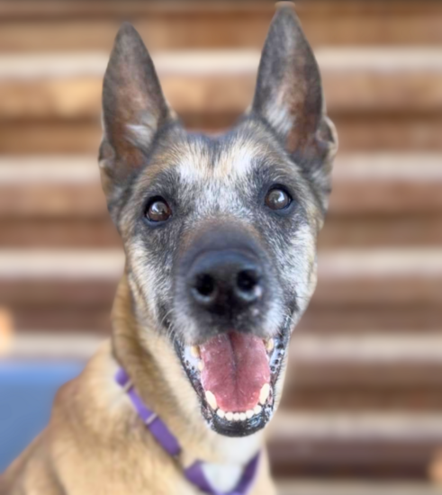 PACC Pet of the Week: Ali 