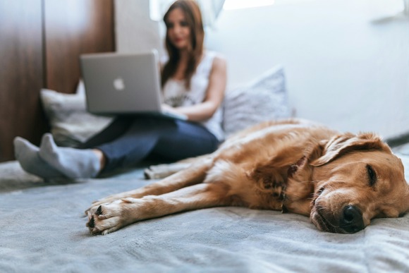 Person sitting on bed using laptop, dog laying in foreground